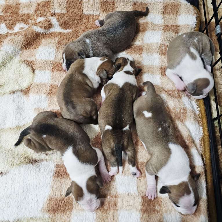 Собаки в Благовещенске: Щенки Стаффордширского терьера Мальчик, 60 000 руб. - фото 1