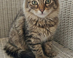Кошки в Красногорске: Котенок Мелисса в добрые руки Девочка, Бесплатно - фото 1