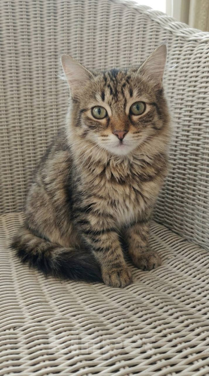 Кошки в Красногорске: Котенок Мелисса в добрые руки Девочка, Бесплатно - фото 1