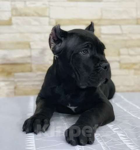 Собаки в Москве: Щенок кане-корсо Девочка, 80 000 руб. - фото 1