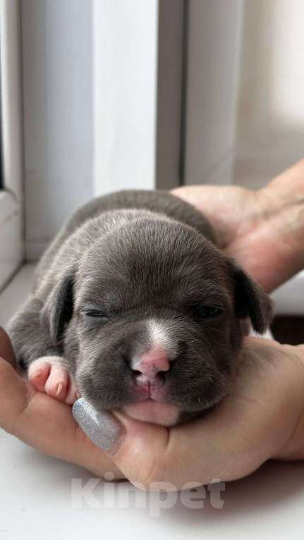 Собаки в Новосибирске:  Малышка Ам стаф  Девочка, 100 000 руб. - фото 2