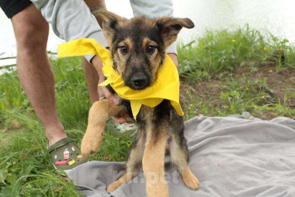 Собаки в Москве: Щенята овчарята в добрые руки Девочка, Бесплатно - фото 2