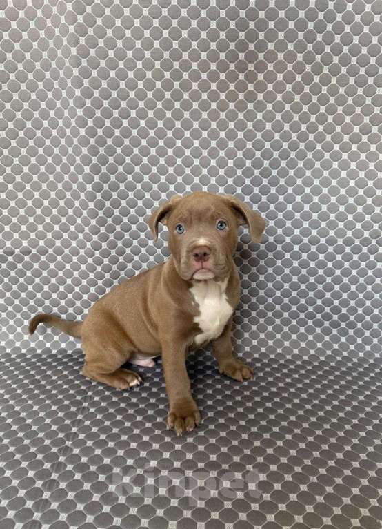 Собаки в Костроме: Талисман  Мальчик, 70 000 руб. - фото 1