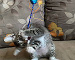 Кошки в Нижнем Новгороде: Котенок в добрые руки Девочка, Бесплатно - фото 6
