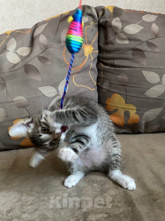 Кошки в Нижнем Новгороде: Котенок в добрые руки Девочка, Бесплатно - фото 6