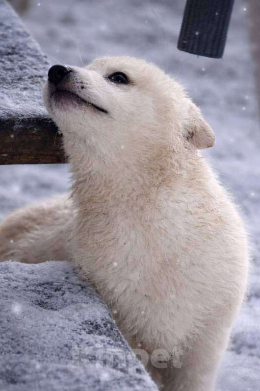 Собаки в Лосином-Петровском: КрИсталл якутенок ппбж Девочка, Бесплатно - фото 2