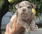 Собаки в Лыткарино: Девочка AMERICAN BULLY 🔥🔥🔥 Девочка, 110 000 руб. - фото 2