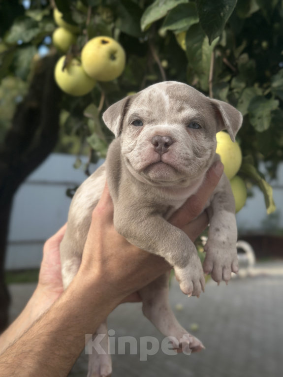 Собаки в Лыткарино: Девочка AMERICAN BULLY 🔥🔥🔥 Девочка, 110 000 руб. - фото 2