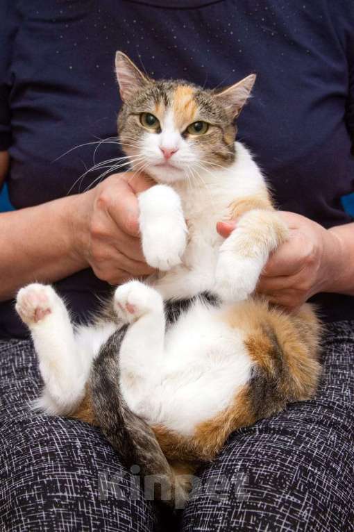 Кошки в Москве: Ищет дом кошечка Пикси Девочка, Бесплатно - фото 3