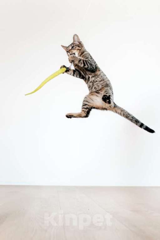 Кошки в Москве: Ручной шпротный котенок Пчёлка ищет дом Девочка, 1 руб. - фото 6