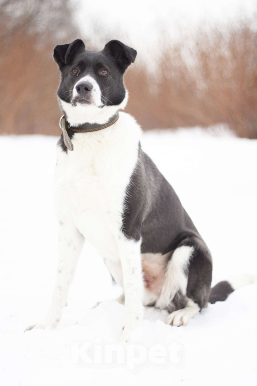 Собаки в Москве: Настоящий друг и компаньон Акира в поисках семьи Девочка, Бесплатно - фото 3