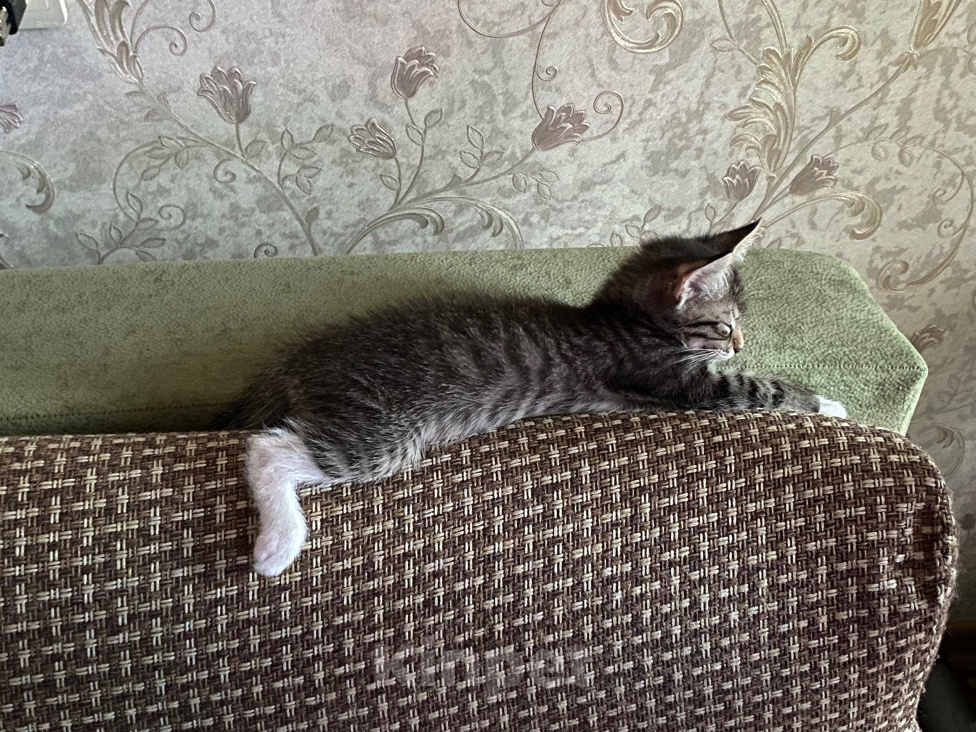 Кошки в Нижнем Новгороде: Котенок в добрые руки Девочка, Бесплатно - фото 10