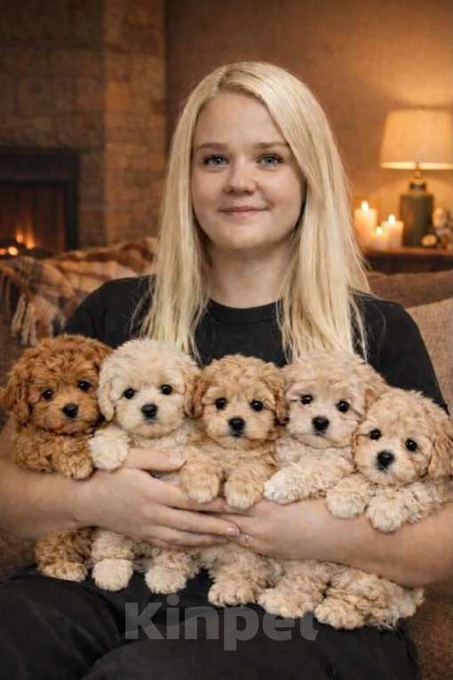 Собаки в Москве: мальтипу мальчики и девочки Мальчик, 100 000 руб. - фото 1