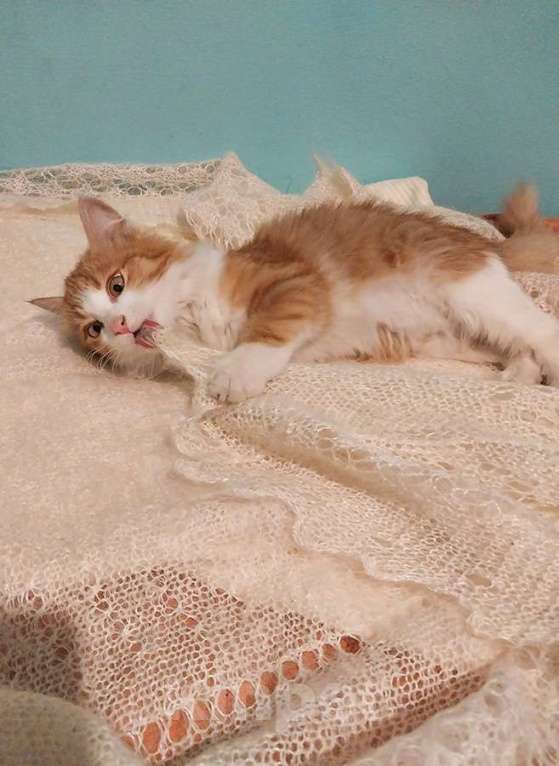 Кошки в Москве: Петя ищет себе уютный дом. Мальчик, Бесплатно - фото 3