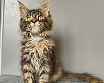 Кошки в Москве: Котёнок Мейн-кун Девочка Девочка, 50 000 руб. - фото 6