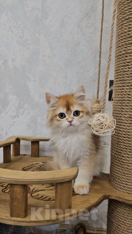 Кошки в Казани: Шотландский прямоухий длинношерстный котенок Мальчик, Бесплатно - фото 3