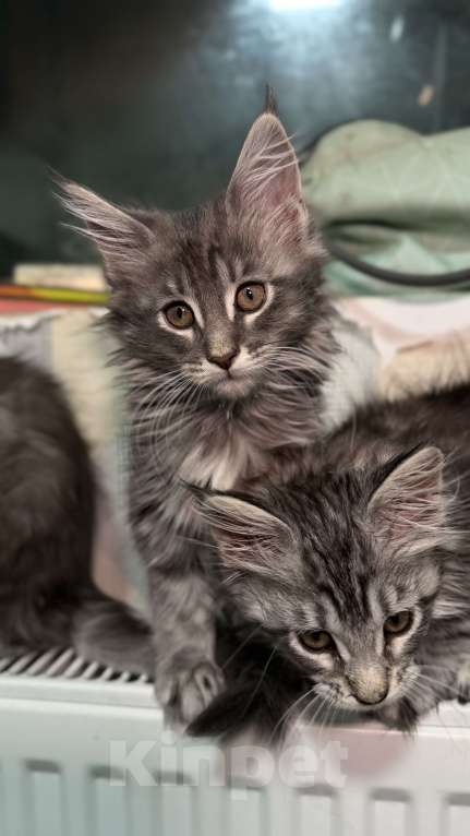 Кошки в Санкт-Петербурге: Котёнок мейн-кун Девочка, 25 000 руб. - фото 5