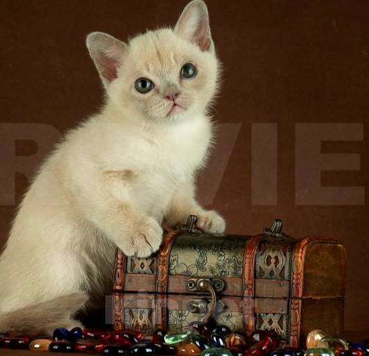 Кошки в Москве: КОТЯТА АМЕРИКАНСКОЙ ТРАДИЦИОННОЙ БУРМЫ Девочка, Бесплатно - фото 3