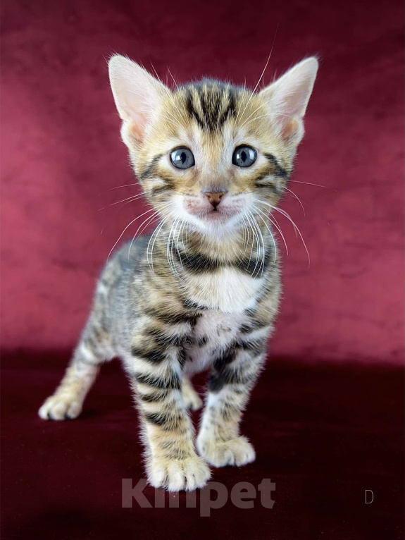 Кошки в Москве: Бенгальский котенок-девочка, питомник ABCats (WCF) Москва Девочка, Бесплатно - фото 1