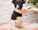 Собаки в Москве: Щенок небольшой собаки в добрые руки Девочка, Бесплатно - фото 4