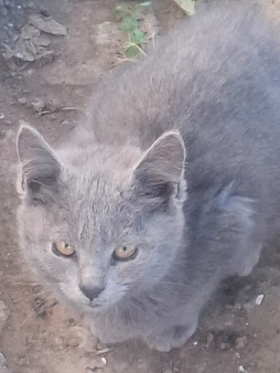 Котенок