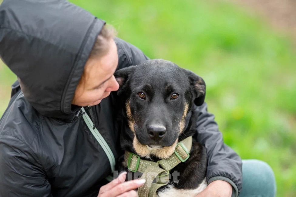 Собаки в Москве: Щенок в дар  Мальчик, Бесплатно - фото 3