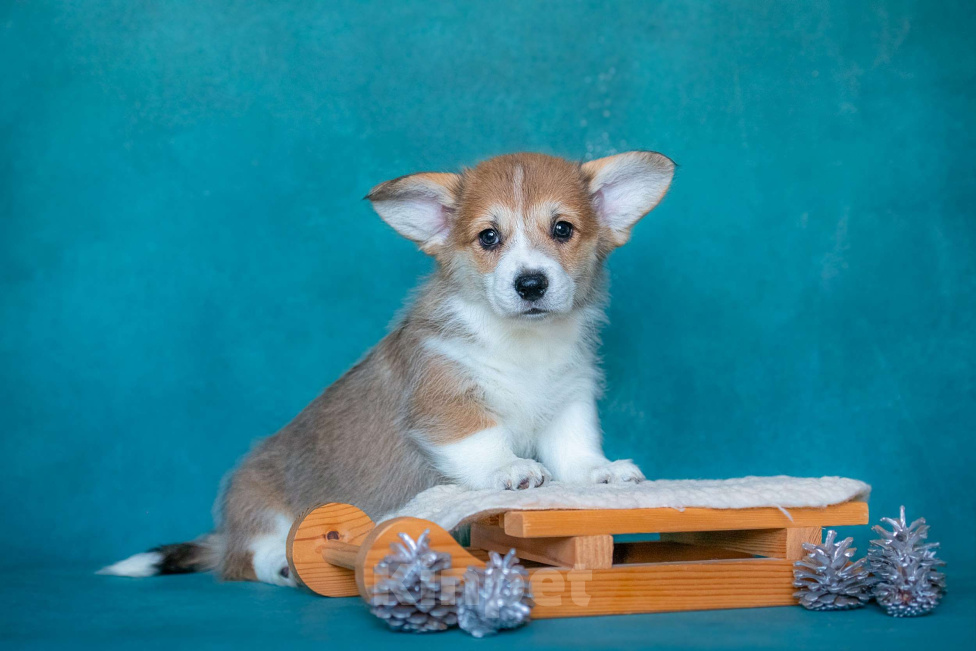 Собаки в Москве: ТЕКИЛА БУМ ИЗ БАСВЕТ ПРАЙД ( окрас соболь!) Девочка, 100 000 руб. - фото 3