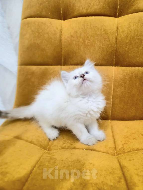 Кошки в Москве: Самая нежная малышка Рэгдолл  Девочка, 37 000 руб. - фото 3