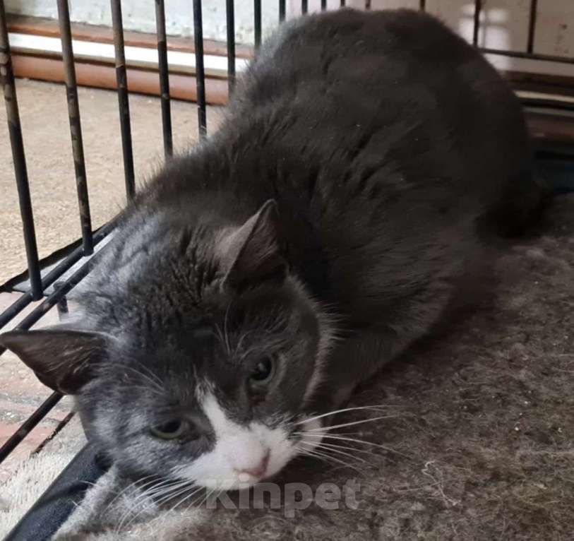 Кошки в Санкт-Петербурге: Дымка Северная Полярная Звездочка Девочка, Бесплатно - фото 1