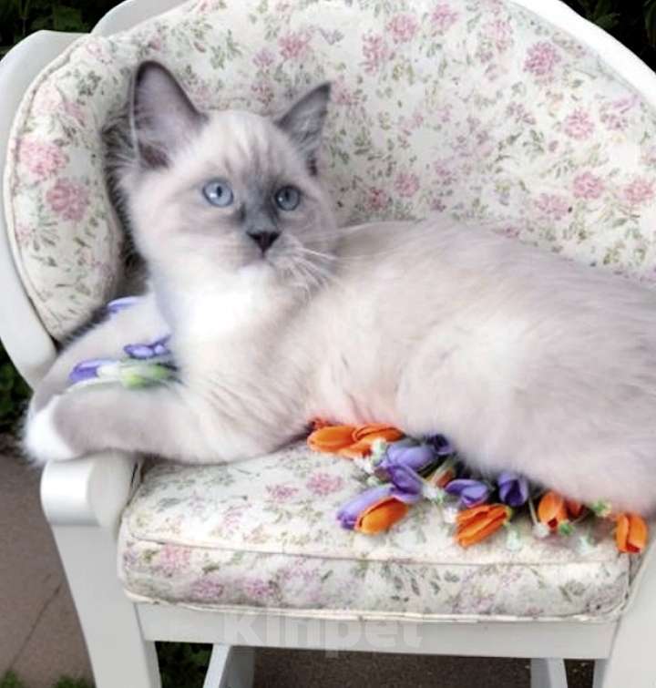 Кошки в Москве: Роскошный мальчик Рэгдолл 3 мес Мальчик, 100 000 руб. - фото 2