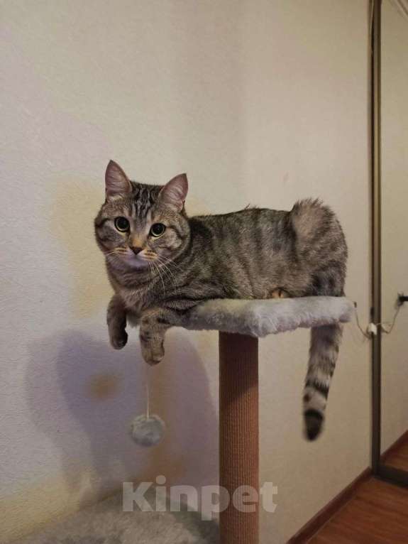 Кошки в Новосибирске: Срочно отдам кота в добрые руки Мальчик, Бесплатно - фото 2