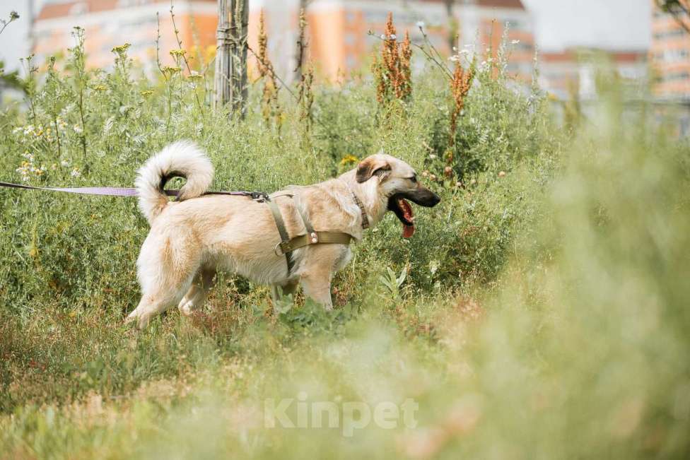 Собаки в Москве: Астра: Пусть Зажжется Ее Звезда! Девочка, Бесплатно - фото 6