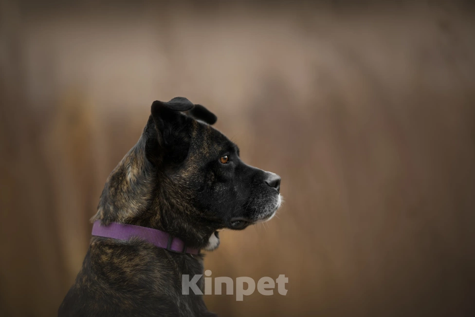Собаки в Москве: Грозная с наружи, добрая внутри Девочка, Бесплатно - фото 8