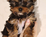 Собаки в Москве: Йоркширский терьер, мальчик Мальчик, 40 000 руб. - фото 2