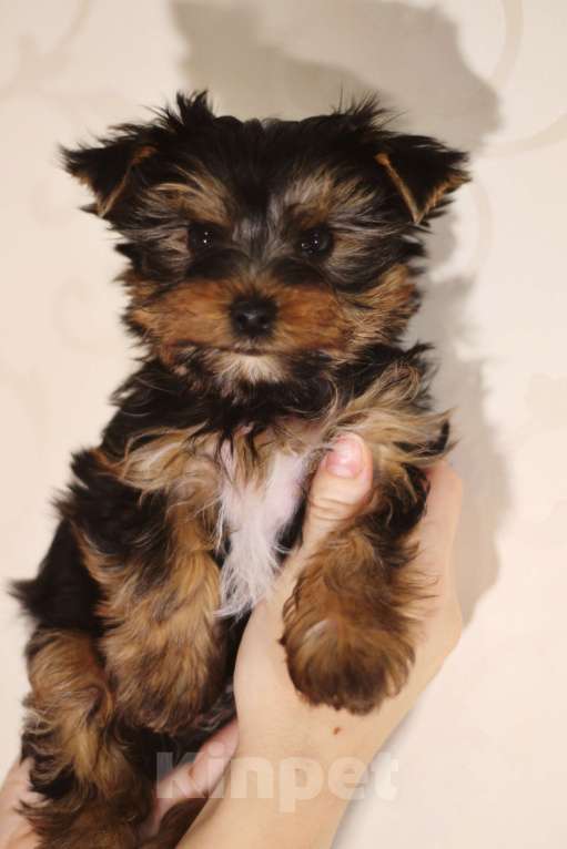 Собаки в Москве: Йоркширский терьер, мальчик Мальчик, 40 000 руб. - фото 2