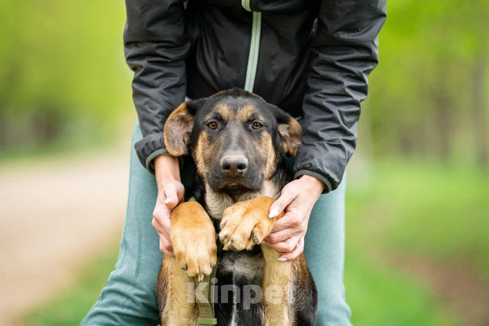 Собаки в Москве: Щенок в дар Мальчик, Бесплатно - фото 6
