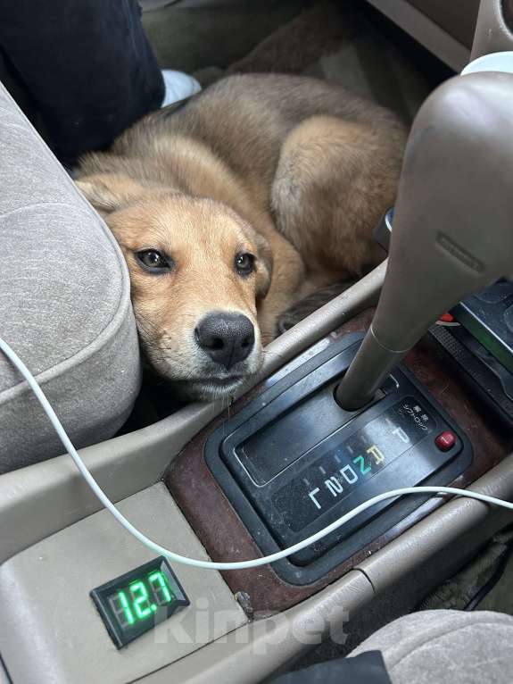 Собаки в Новосибирске: Белла, 1 год Девочка, Бесплатно - фото 6