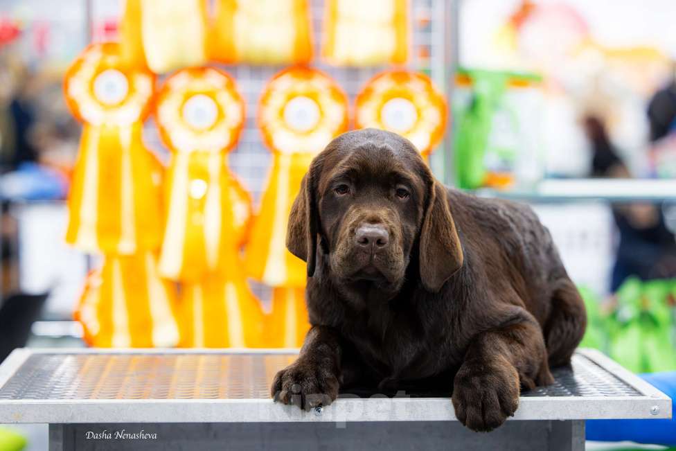 Собаки в Москве: Щенок шоколадного лабрадора (РКФ) Девочка, 60 000 руб. - фото 4