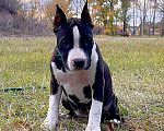 Собаки в Москве: Яркая девочка амстаффа  Девочка, 60 000 руб. - фото 4