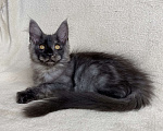 Кошки в Дмитрове: Черный дымчатый мальчик мейн кун Vitas Мальчик, 60 000 руб. - фото 6