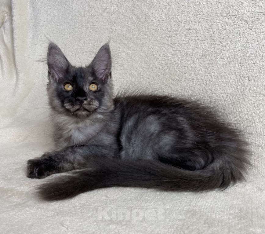 Кошки в Дмитрове: Черный дымчатый мальчик мейн кун Vitas Мальчик, 60 000 руб. - фото 6