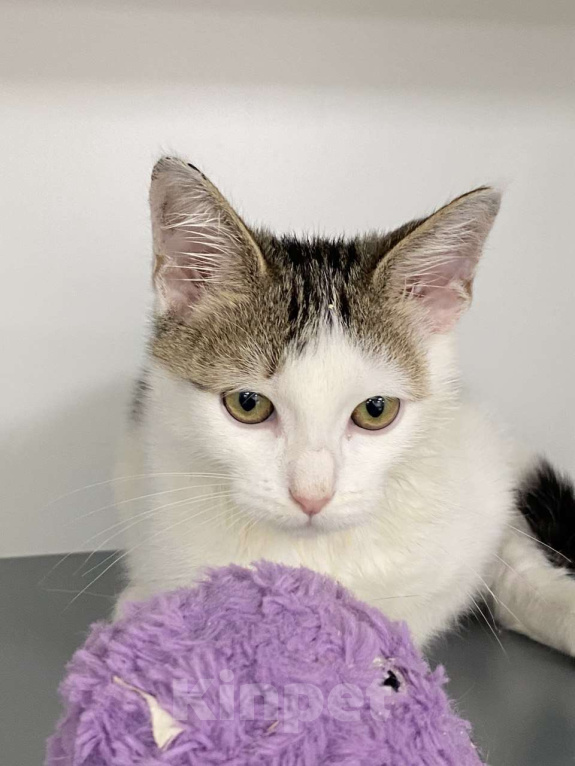 Кошки в Москве: Котенок-подросток в шапочке в добрые руки Мальчик, Бесплатно - фото 5