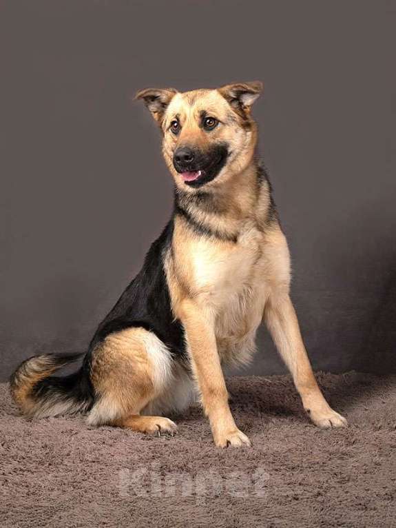 Собаки в Москве: Молодая, ласковая и общительная собачка Альма ищет дом Девочка, Бесплатно - фото 4