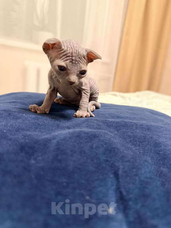 Кошки в Барнауле: Канадский сфинкс Мальчик, 10 000 руб. - фото 5