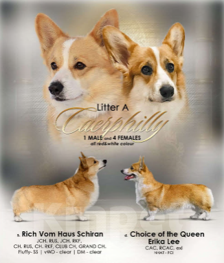 Собаки в Воронеже: Щенок Вельш Корги Пемброк Девочка РКФ Девочка, Бесплатно - фото 7