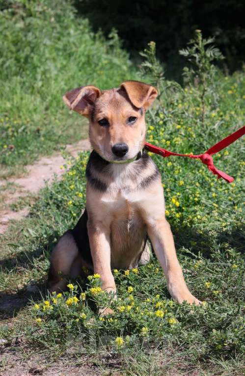 Собаки в Подольске: Ранетке очень нужен дом Девочка, Бесплатно - фото 3