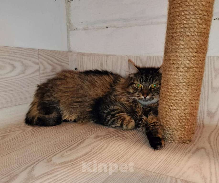 Кошки в Москве: Ищу маму Девочка, Бесплатно - фото 4