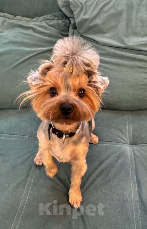 Собаки в Ивантеевке: Потерялся Йорк в Ивантеевке Девочка, 50 000 руб. - фото 3