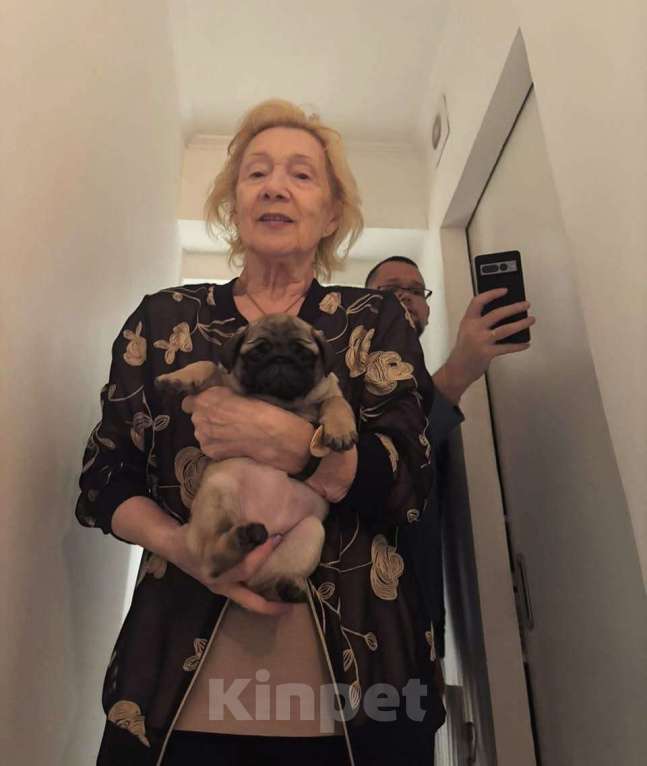 Собаки в Москве: Шери Шанель Девочка, 85 000 руб. - фото 8