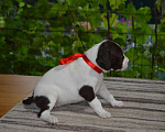Собаки в Кореновске: Щенки породы курцхаар в питомнике IZ DIZERLAND Мальчик, 45 000 руб. - фото 6